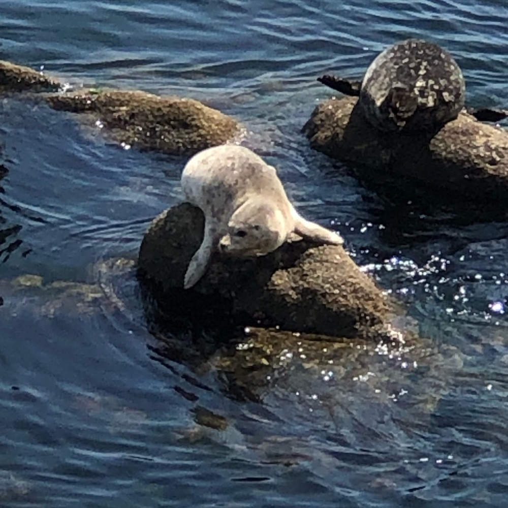 Meet your Posher, Naiome